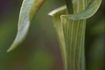 Trouver Jack-in-the-chaire plantes peut indiquer les endroits susceptibles de ginseng.