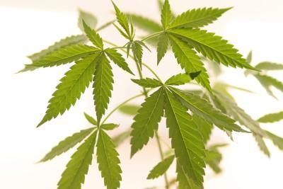 Examiner la tige d'une plante de cannabis.