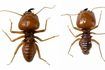 Termites et les fourmis charpentières vivent dans le bois. Leurs excréments se trouve à proximité de poutres apparentes.